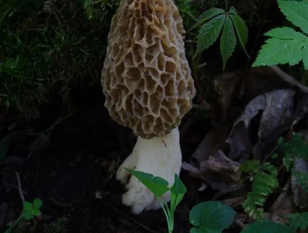 Verse doperwten en morieljesragout met witvis