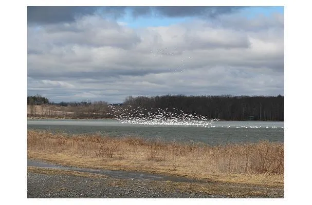 Gevogelte in Conserven